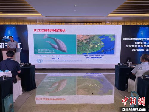 武汉开展多次科考促长江江豚重回城区江段