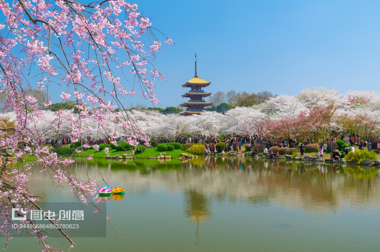 武汉东湖樱花园5A风景区春季风光