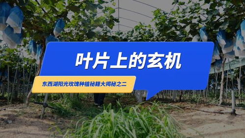 武汉优质农产品 东西湖阳光玫瑰种植秘而不宣的绝招 叶片